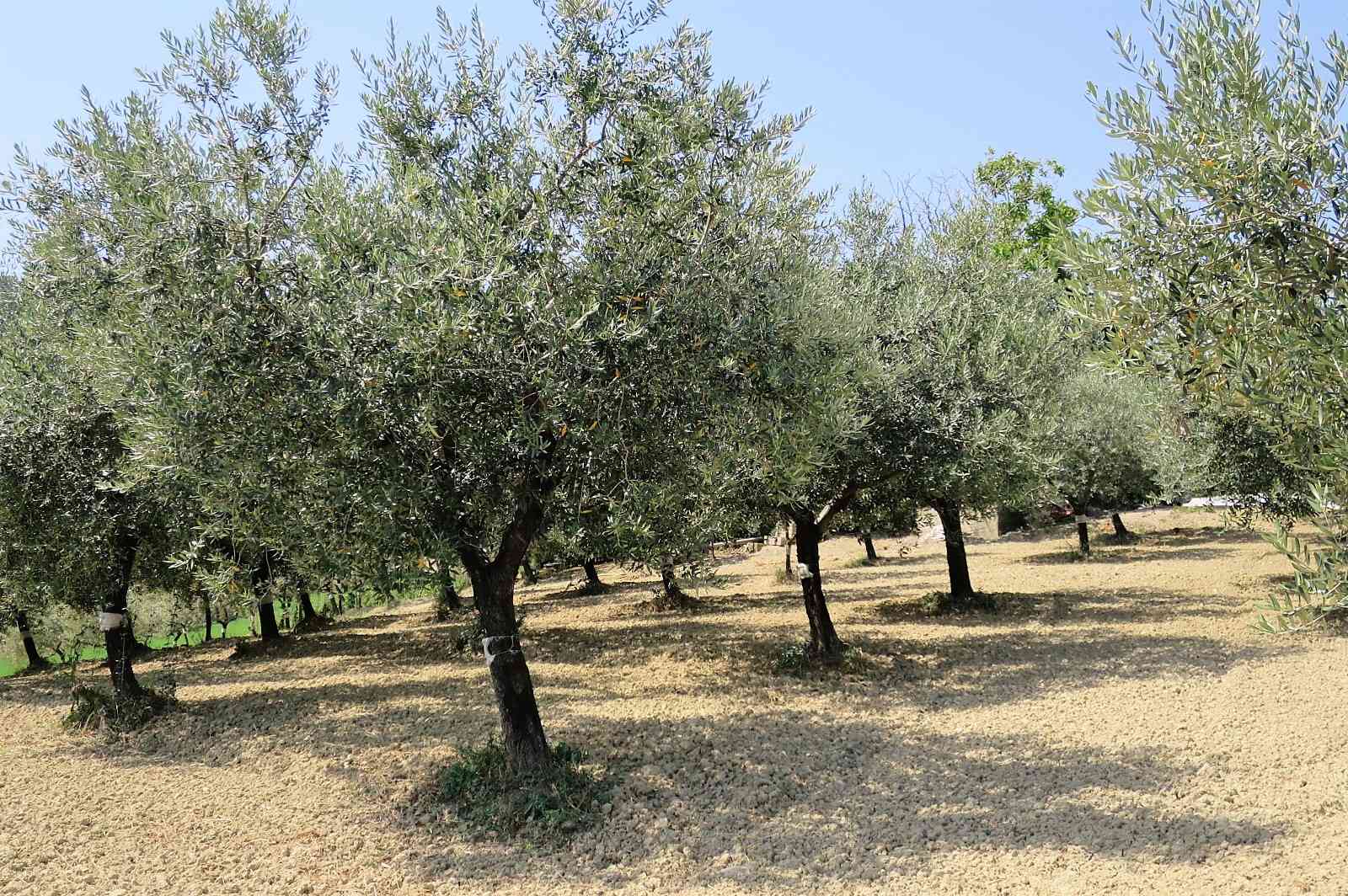 Country Houses Country Houses for sale Loreto Aprutino (PE), Casa Nespolo - Loreto Aprutino - EUR 263.952 450