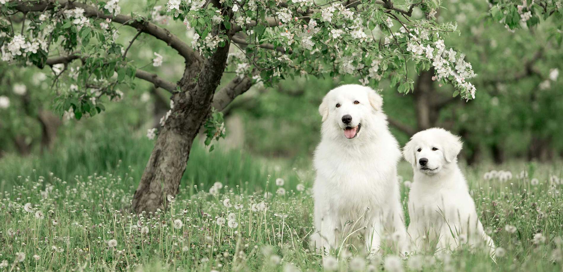 Pastore Abruzzese Primavera