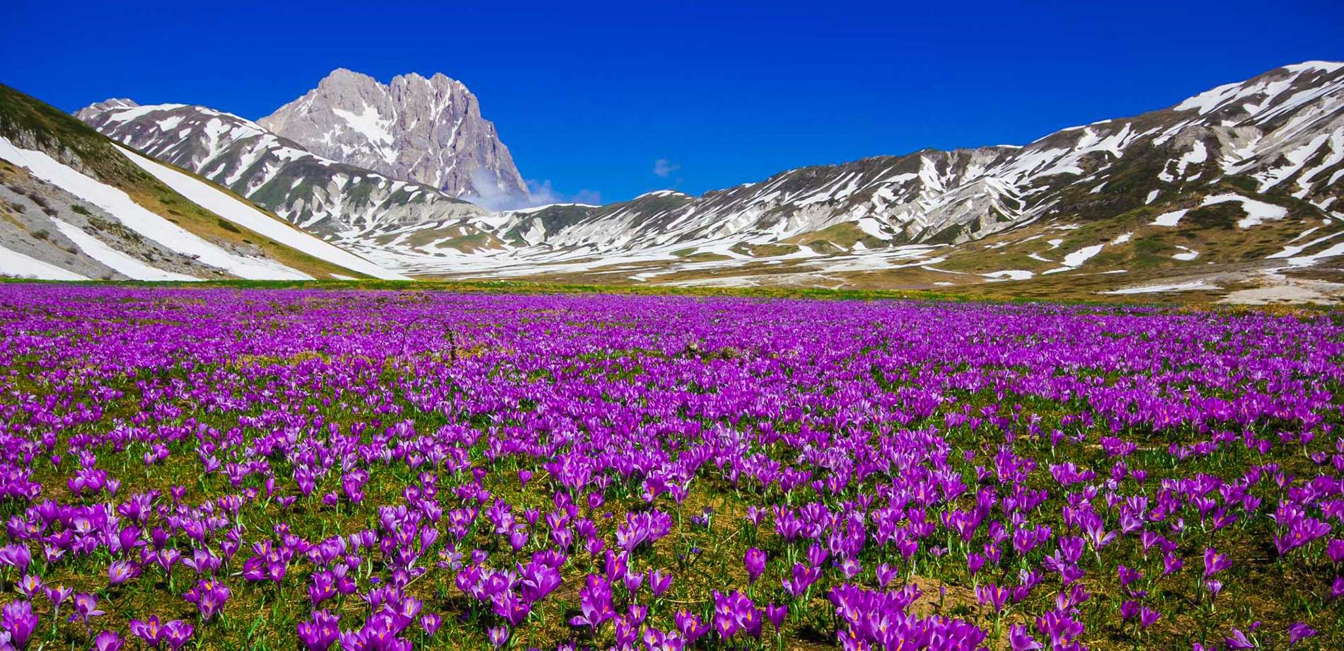 Vallata di Navelli - zafferano Primavera